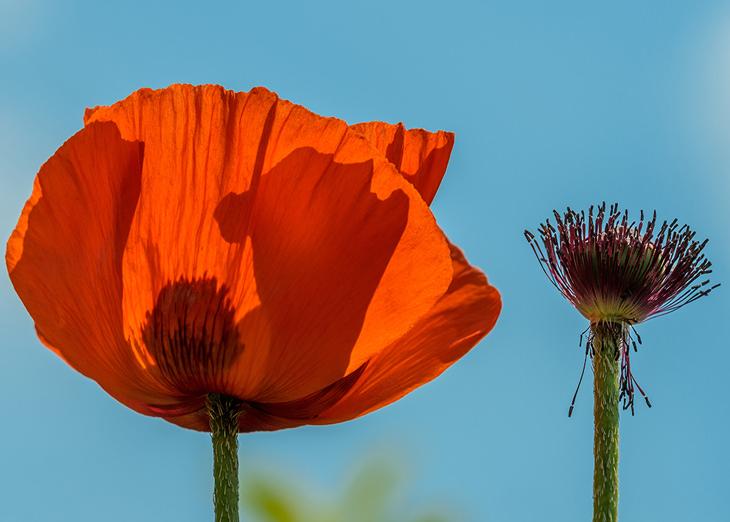 Пережить смерть близкого человека